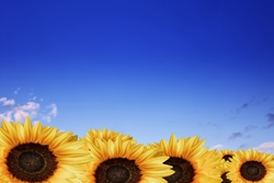 sunflower_R