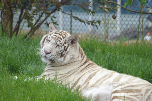 stockvault-white-tiger105667